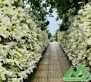 Gạch terrazzo lát lối đi sân vườn phong cách cổ điển